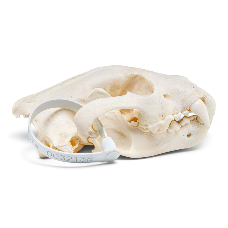 Real Wolverine Skeleton - Disarticulated
