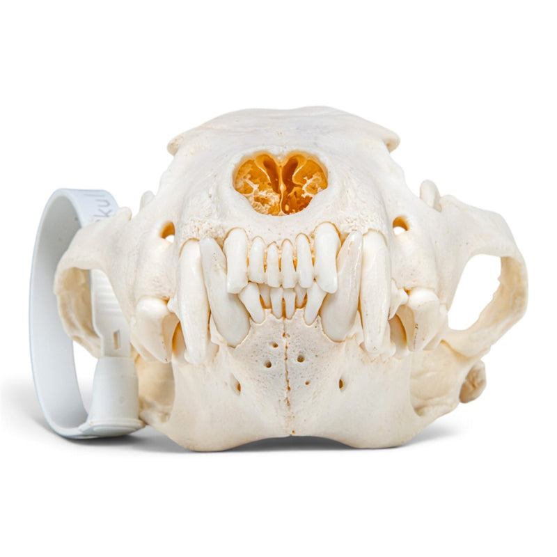 Real Wolverine Skeleton - Disarticulated