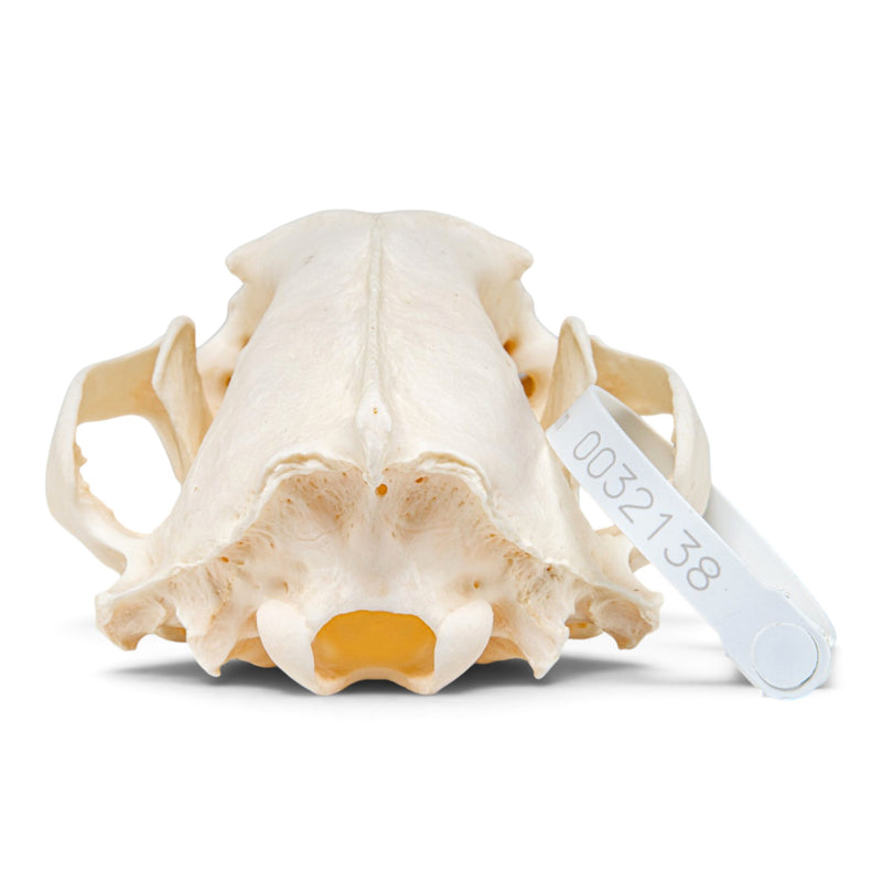 Real Wolverine Skeleton - Disarticulated