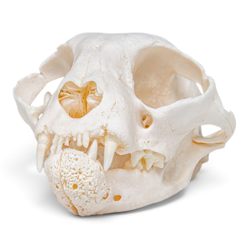 Real Domestic Cat Skull - Pathology