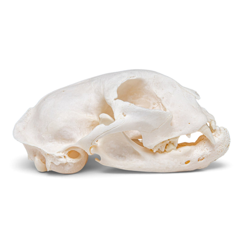 Real Domestic Cat Skull - Pathology