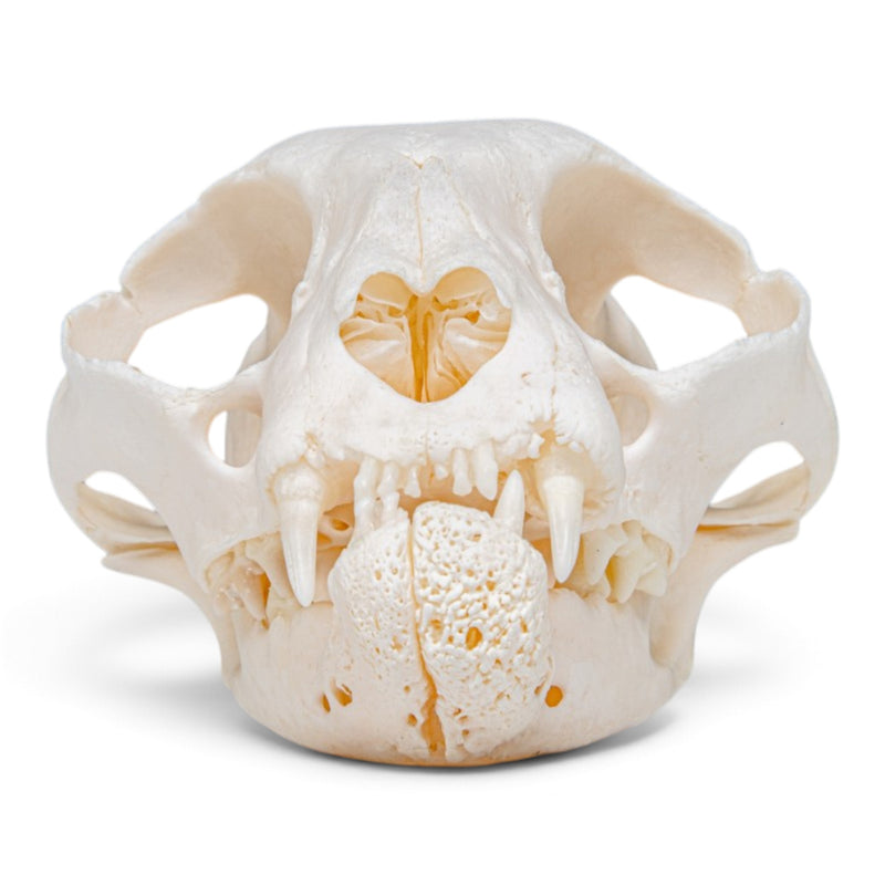 Real Domestic Cat Skull - Pathology