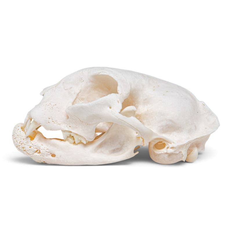Real Domestic Cat Skull - Pathology