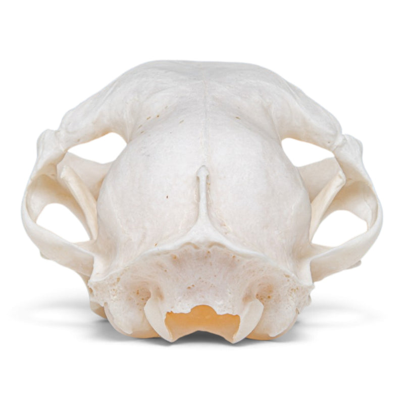 Real Domestic Cat Skull - Pathology