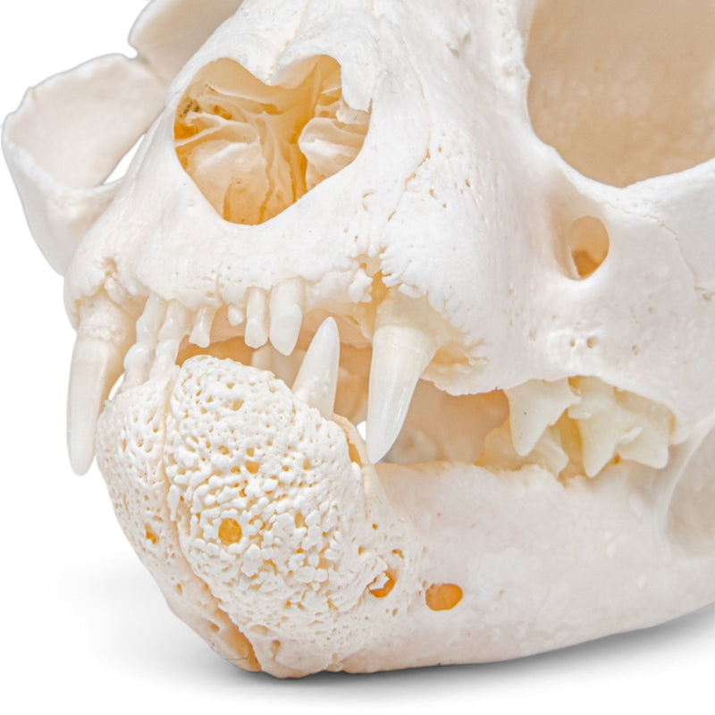 Real Domestic Cat Skull - Pathology