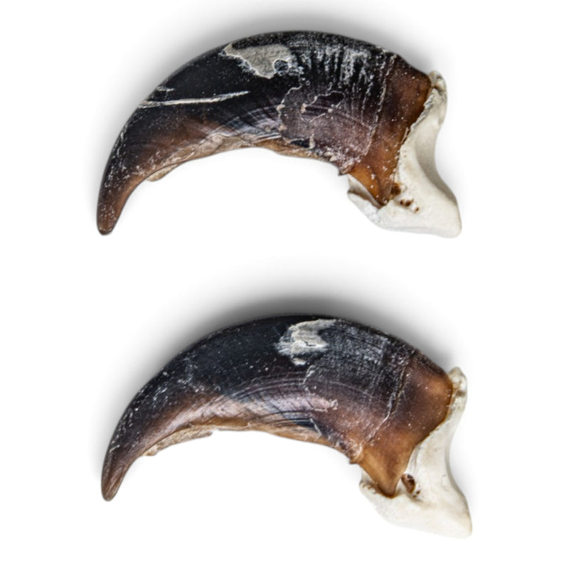 Real Wolf Claw