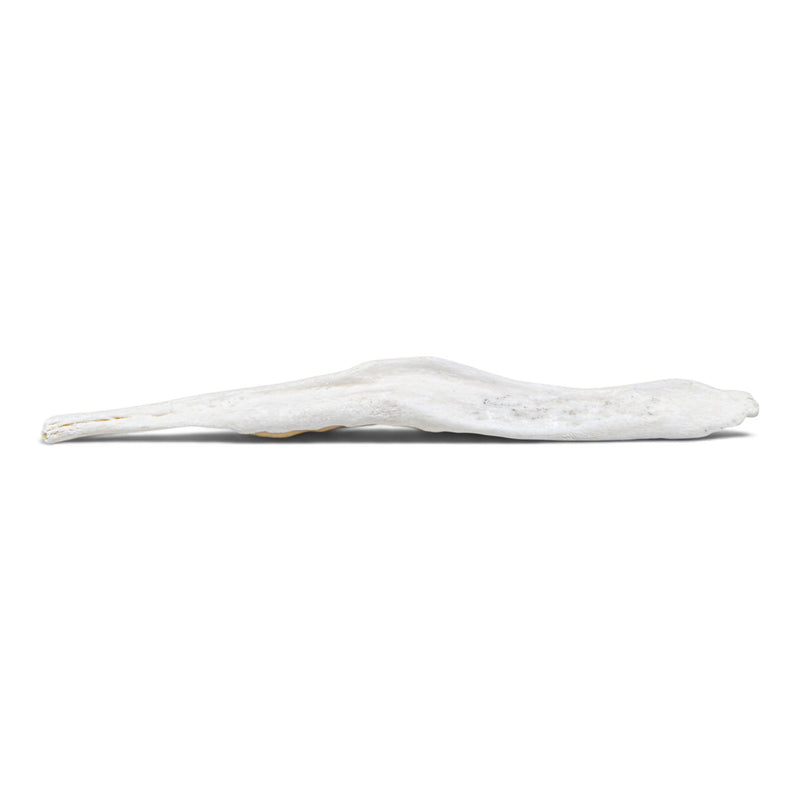 Real Gray Wolf Baculum