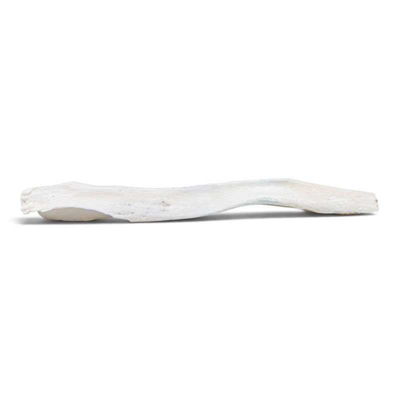 Real Gray Wolf Baculum