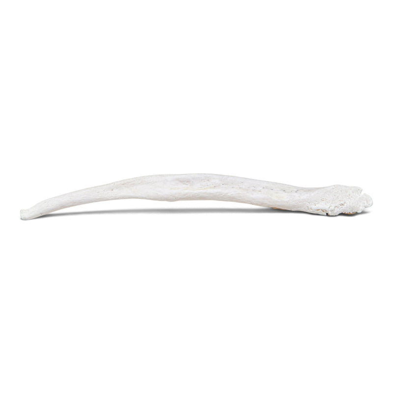 Real Gray Wolf Baculum
