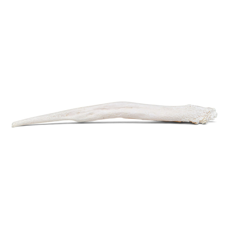 Real Gray Wolf Baculum