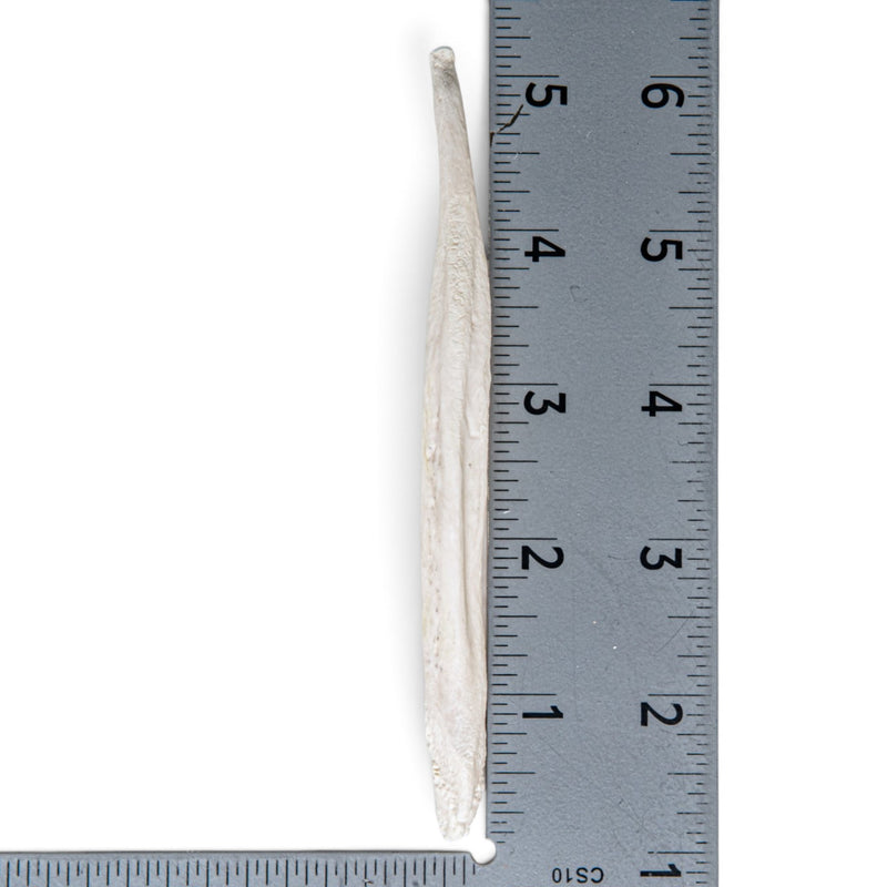 Real Gray Wolf Baculum