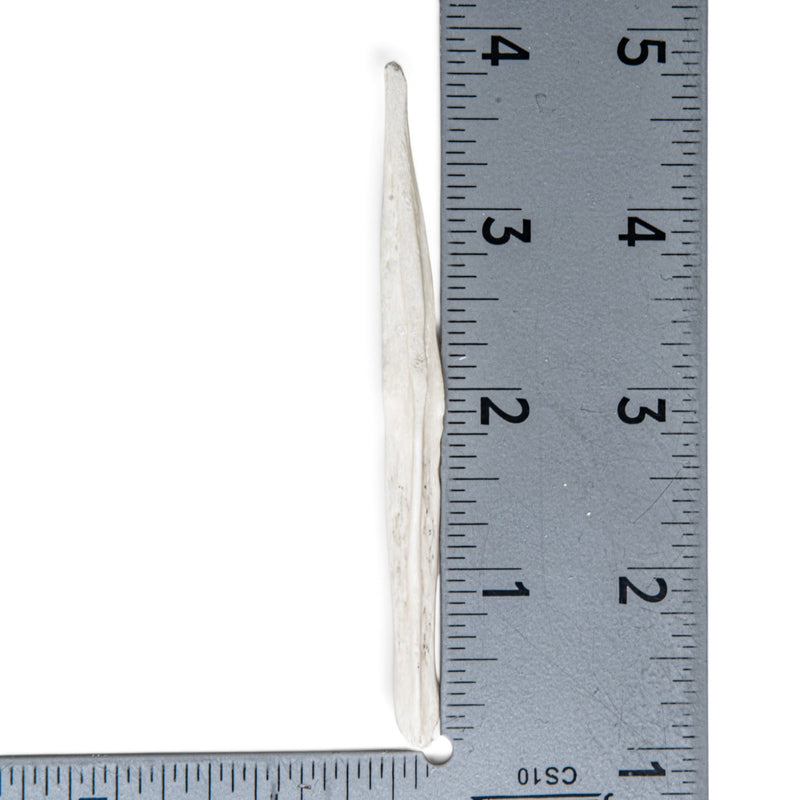 Real Gray Wolf Baculum