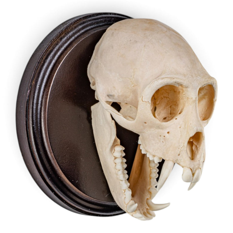 Real Vervet Monkey Skull on Plaque - Wall Hanging