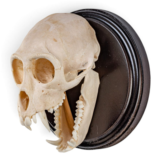 Real Vervet Monkey Skull on Plaque - Wall Hanging