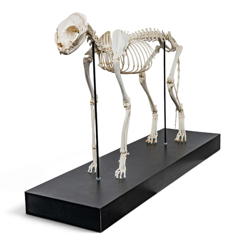 Real Domestic Cat Skeleton - Articulated - on Stand