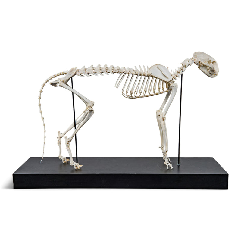 Real Domestic Cat Skeleton - Articulated - on Stand