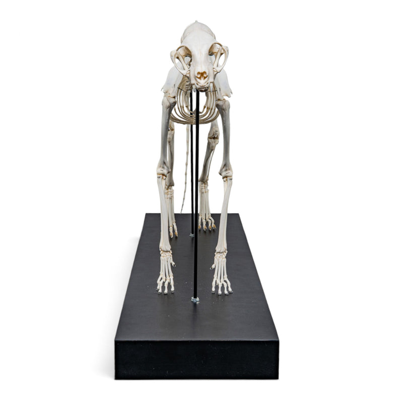 Real Domestic Cat Skeleton - Articulated - on Stand