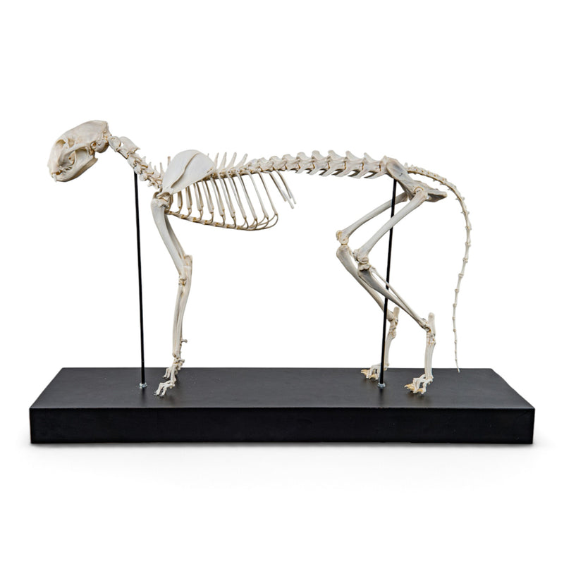 Real Domestic Cat Skeleton - Articulated - on Stand