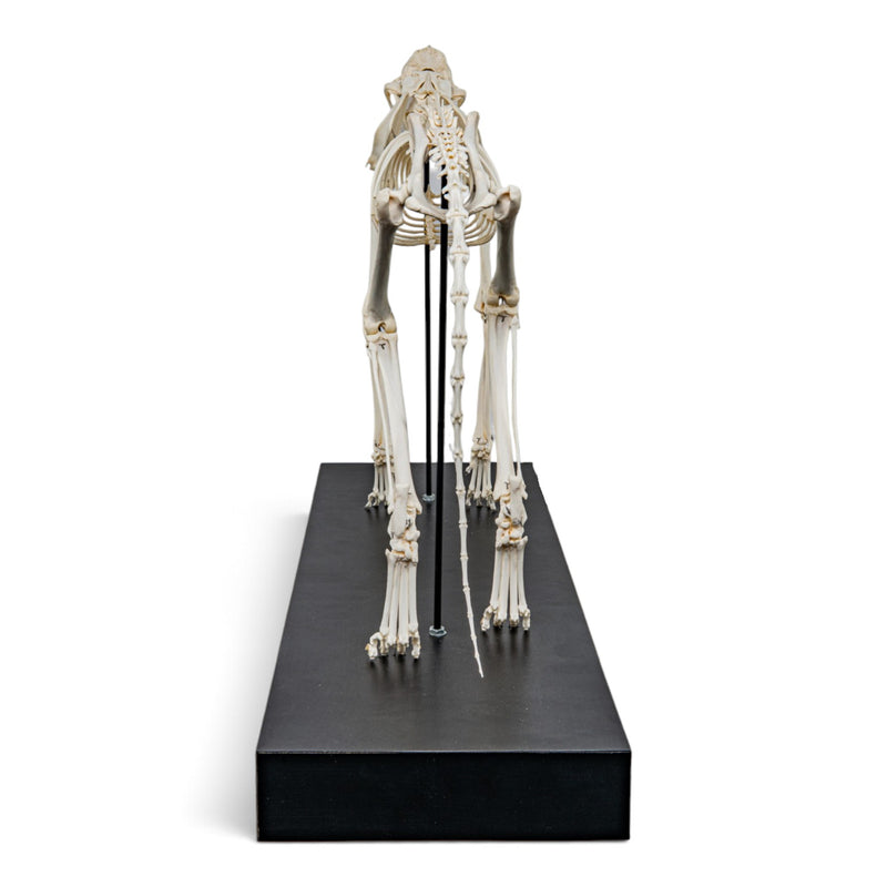 Real Domestic Cat Skeleton - Articulated - on Stand
