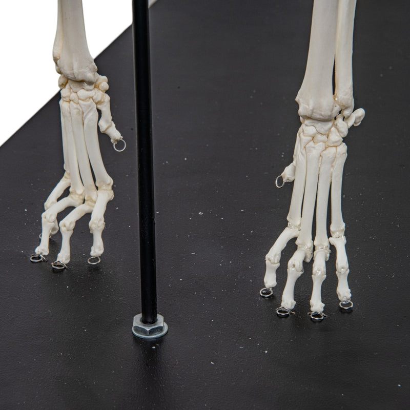 Real Domestic Cat Skeleton - Articulated - on Stand