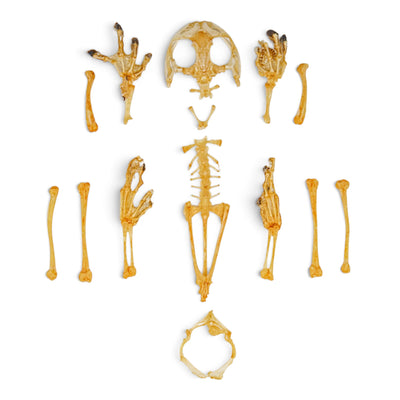 Real American Green Tree Frog Skeleton - Disarticulated