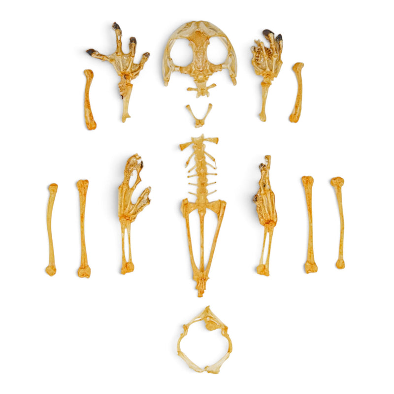 Real American Green Tree Frog Skeleton - Disarticulated