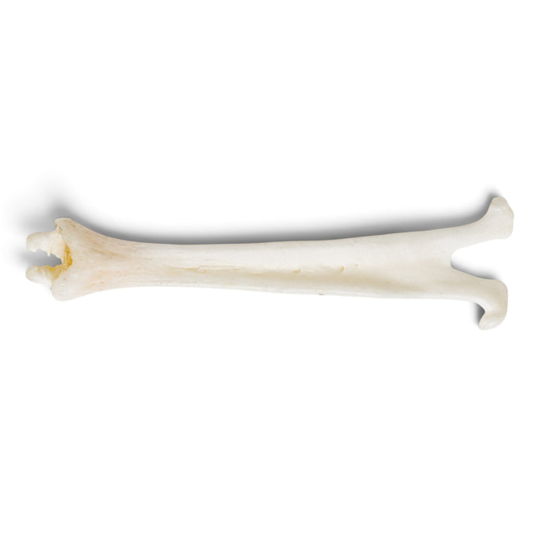Real Mountain Beaver Baculum