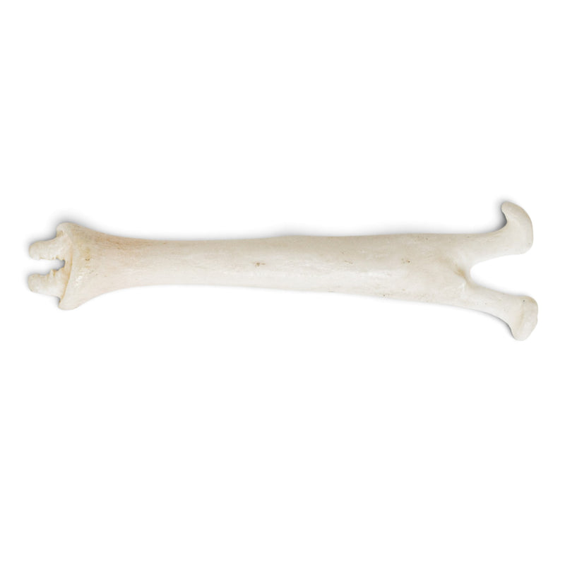 Real Mountain Beaver Baculum
