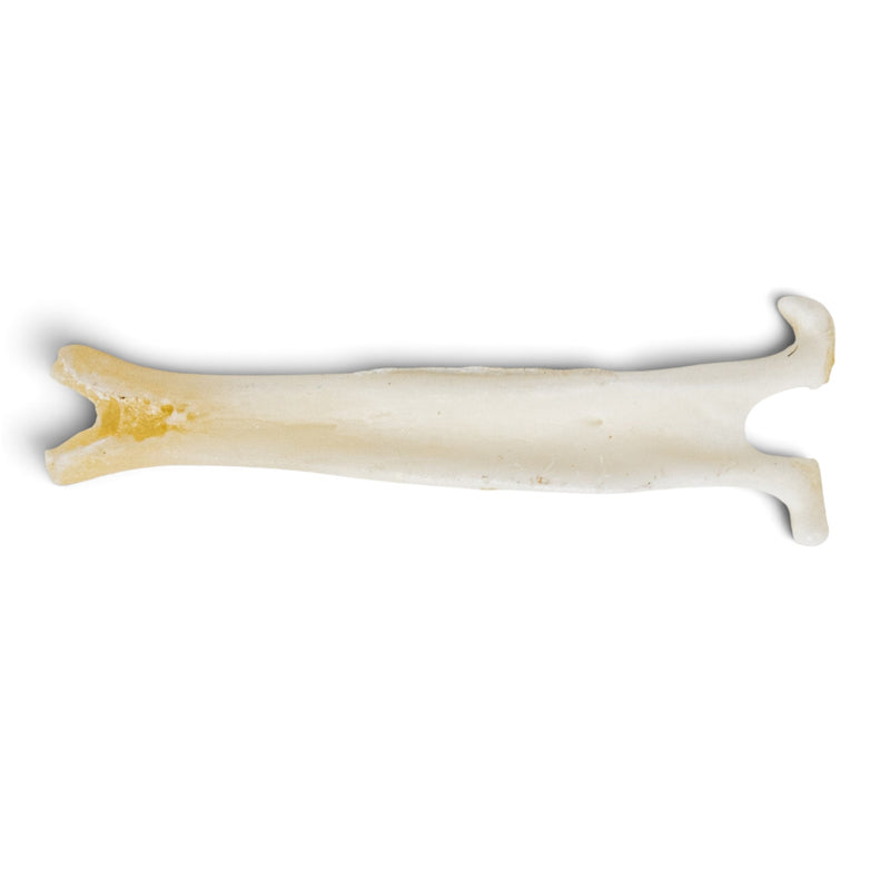Real Mountain Beaver Baculum