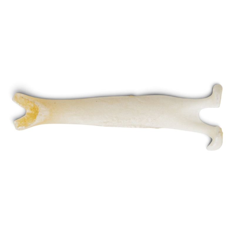 Real Mountain Beaver Baculum