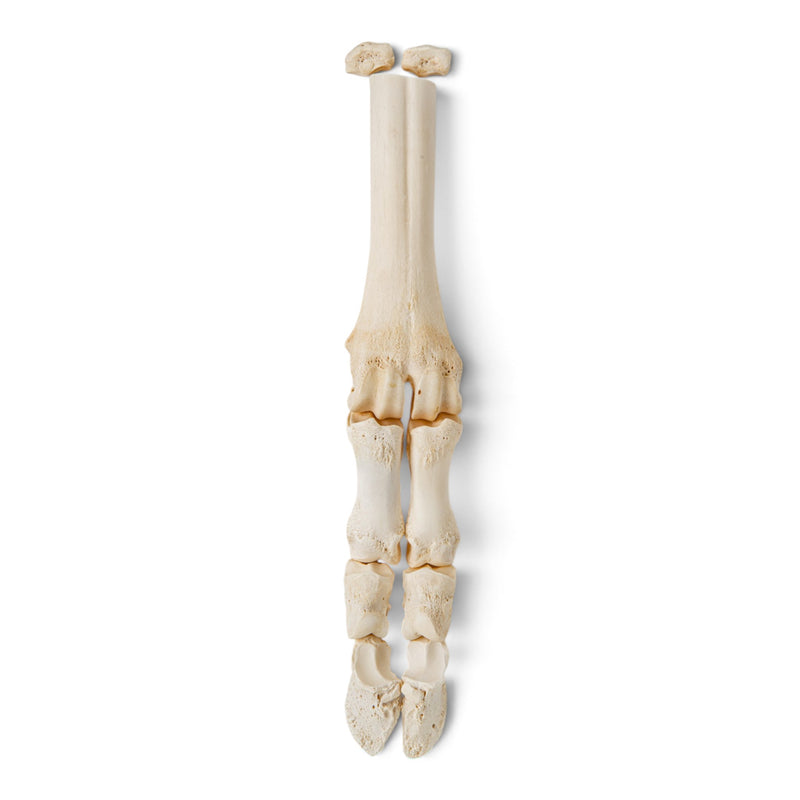 Real Giraffe Foot - Disarticulated