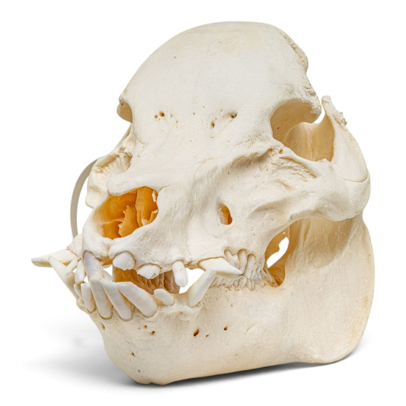 Real Potbellied Pig Skull