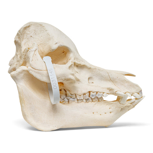 Real Potbellied Pig Skull, right side