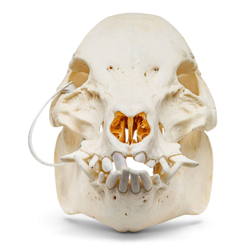 Real Potbellied Pig Skull