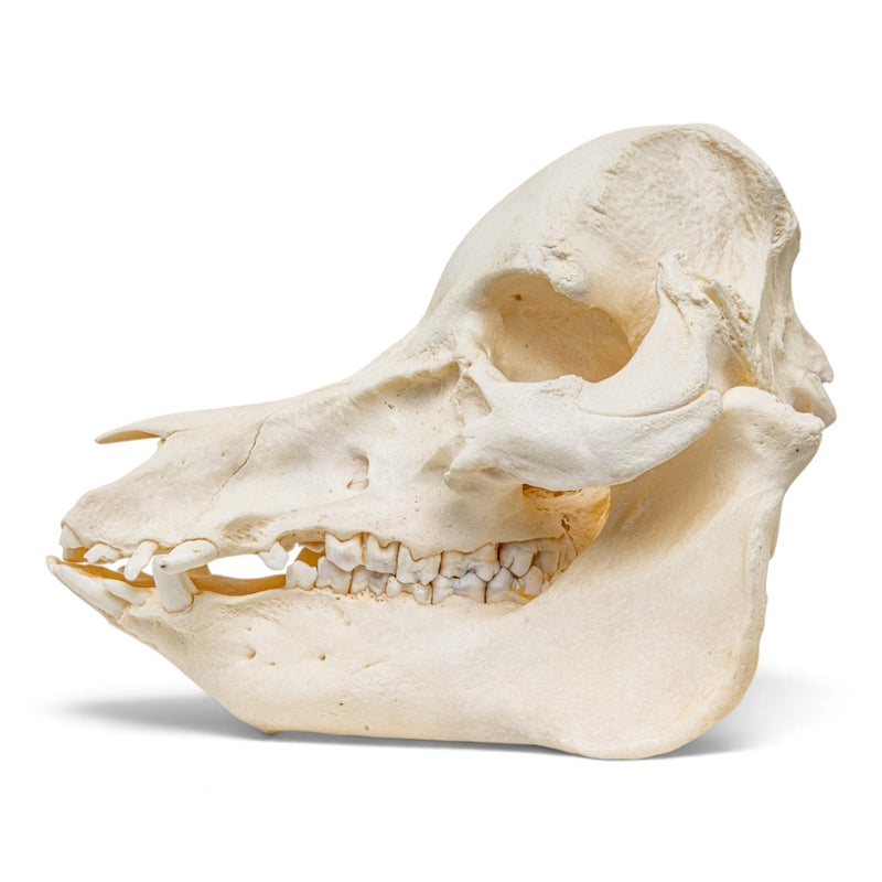 Real Potbellied Pig Skull