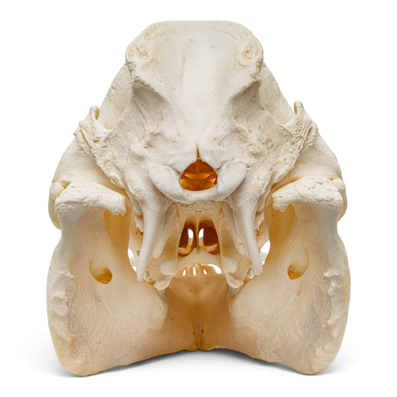 Real Potbellied Pig Skull