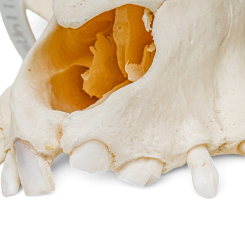 Real Potbellied Pig Skull