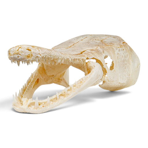 Real Alligator Gar Skull