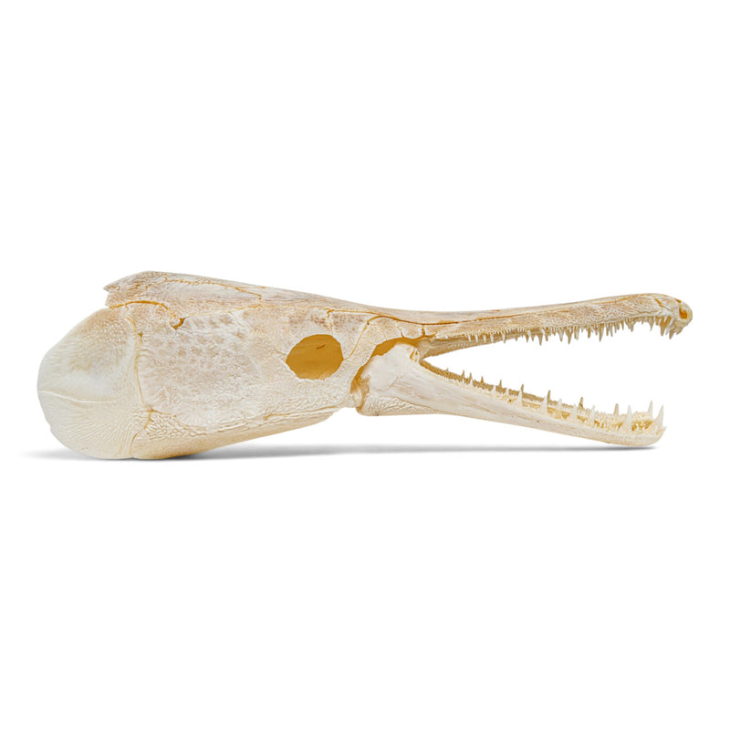 Real Alligator Gar Skull