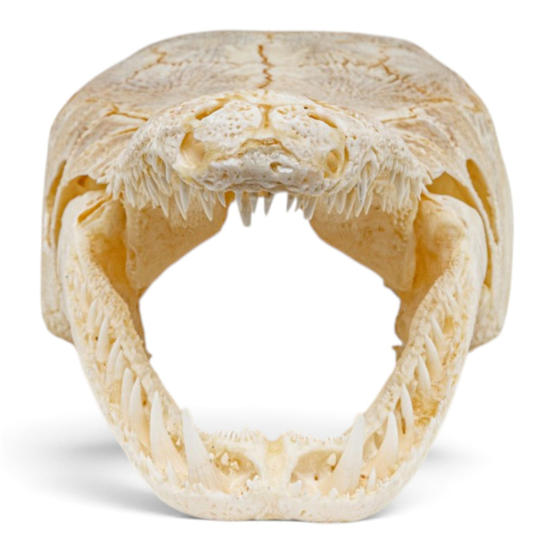 Real Alligator Gar Skull