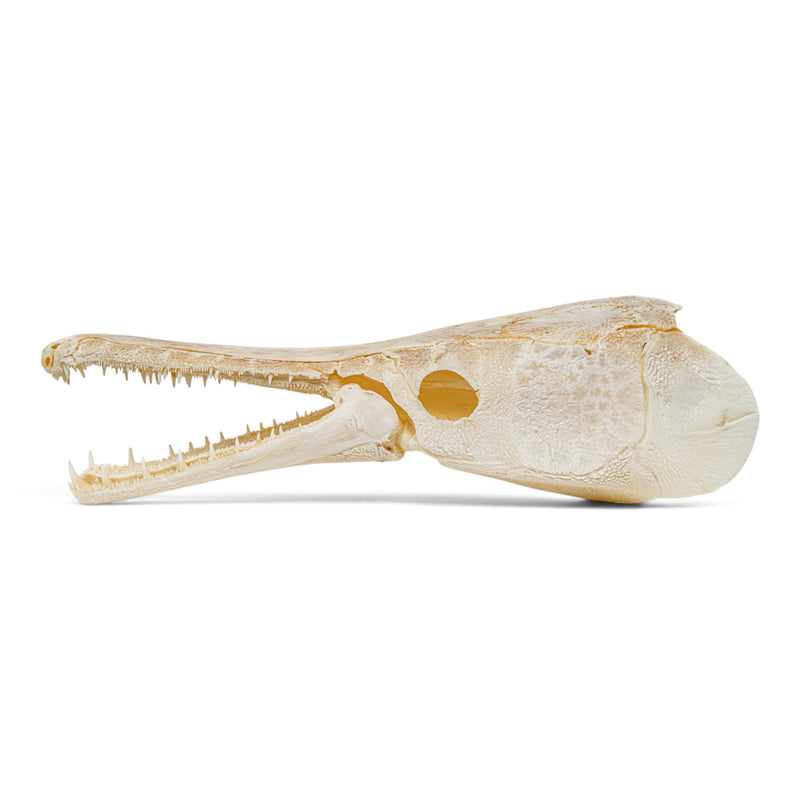 Real Alligator Gar Skull