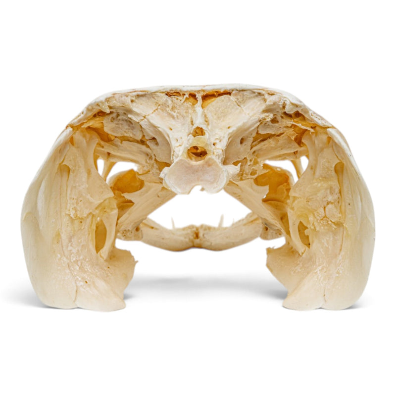 Real Alligator Gar Skull