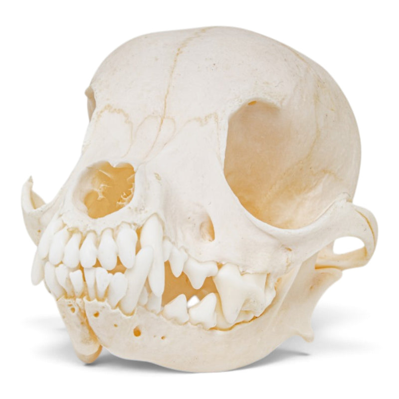 Real Domestic Dog Skull