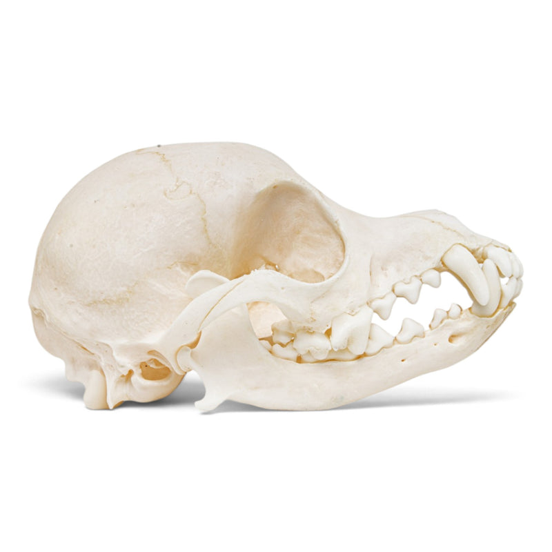 Real Domestic Dog Skull