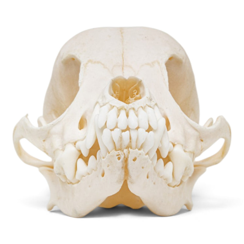Real Domestic Dog Skull