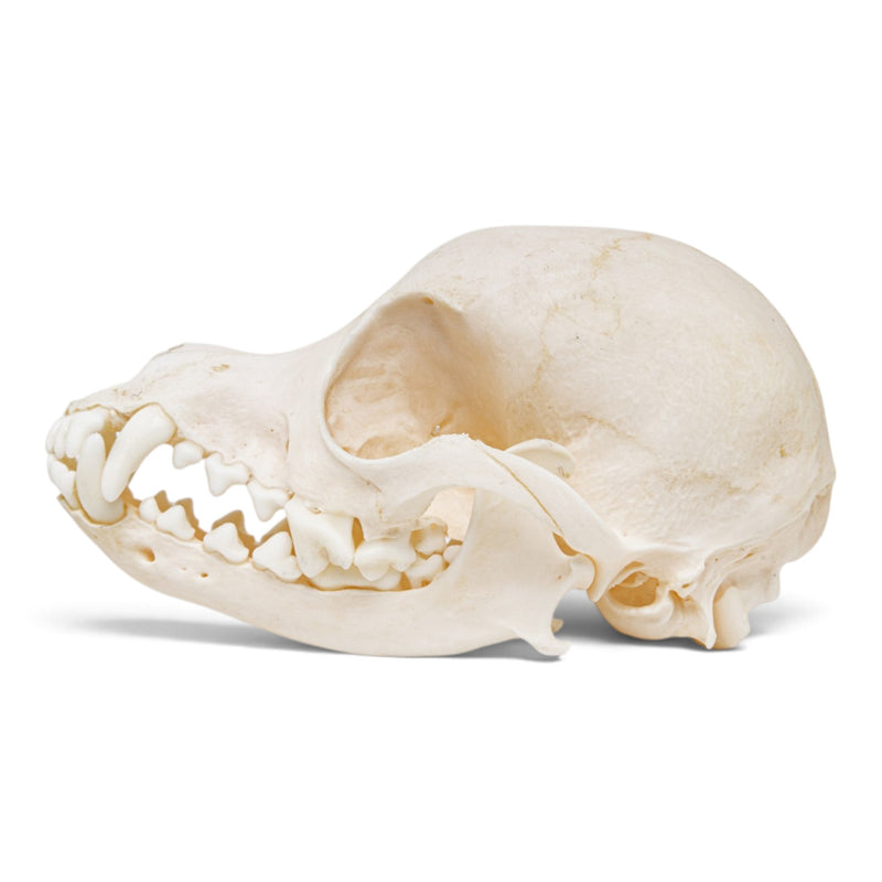 Real Domestic Dog Skull