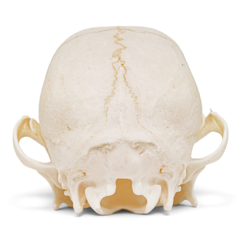 Real Domestic Dog Skull