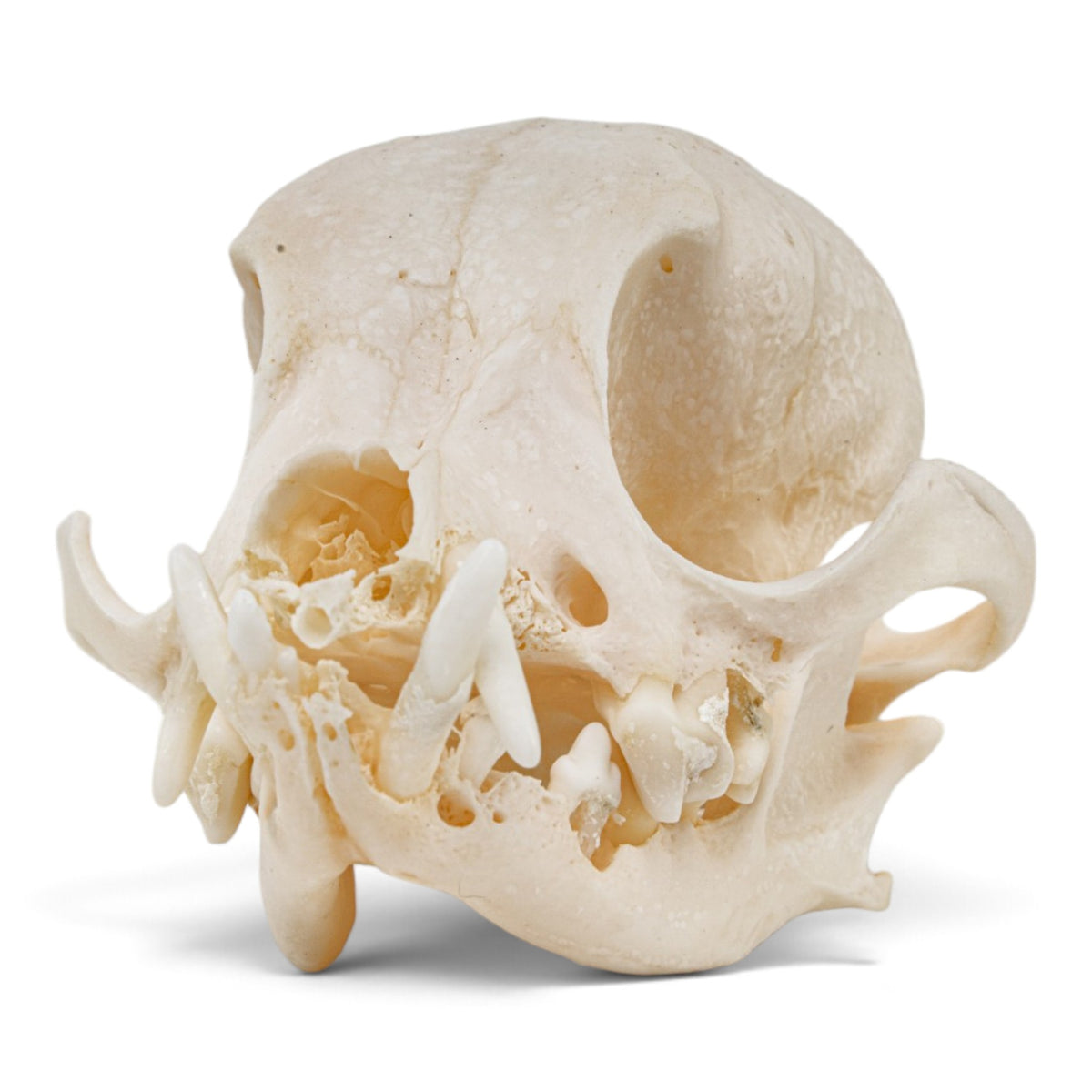 Real Domestic Dog Skull - Periodontal