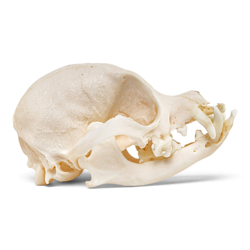 Real Domestic Dog Skull - Periodontal