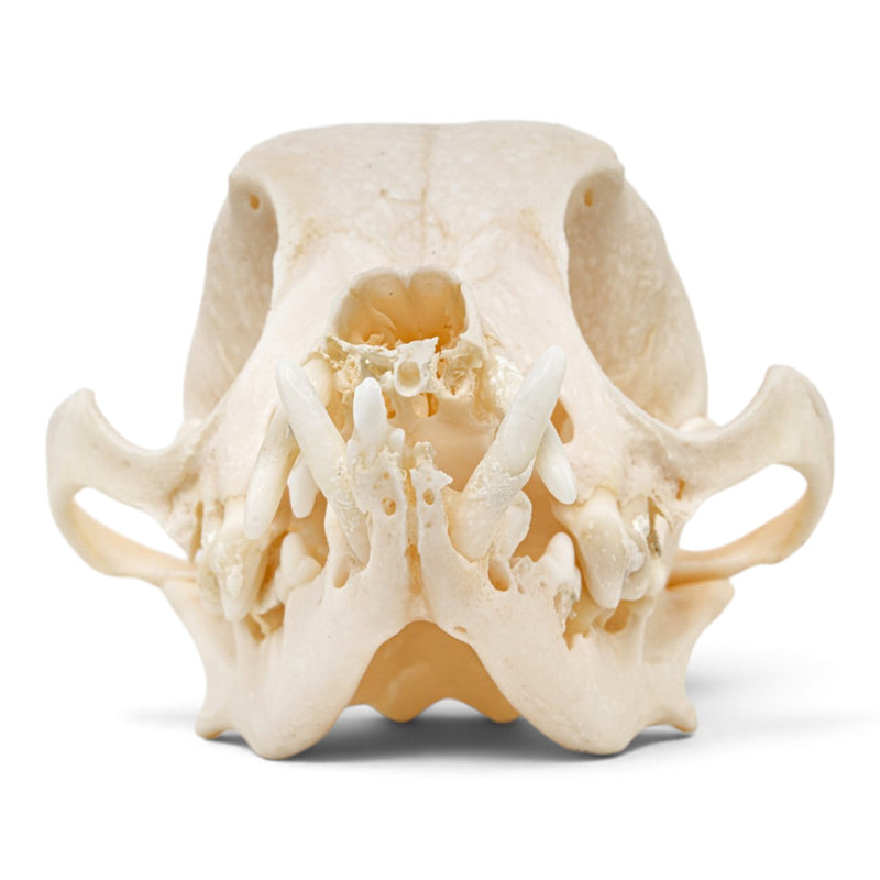 Real Domestic Dog Skull - Periodontal